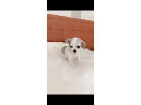 Irk şampiyonu babadan safkan chihuahua