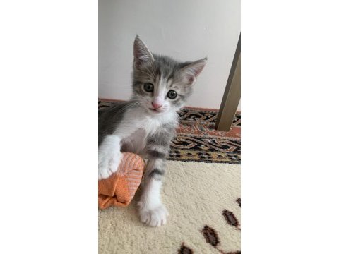 Çok oyuncu erkek kedi şanslı