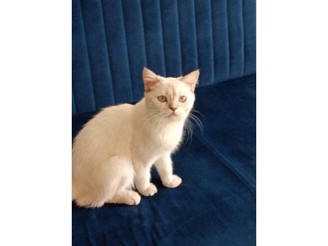 British shorthair point