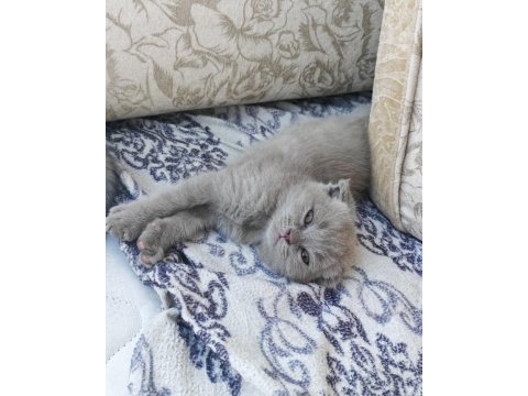 Scottish fold 50 günlük yavrular
