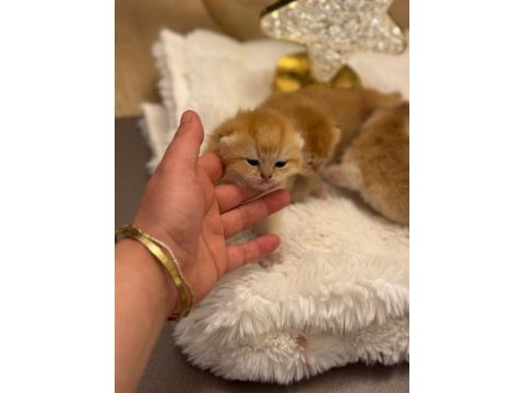 Golden british shorthair yavrularımız