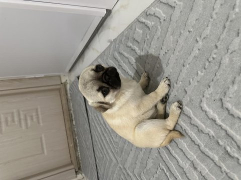 2 aylık pug safkan
