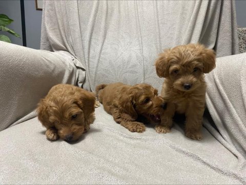 60 günlük toy poodle yavrular