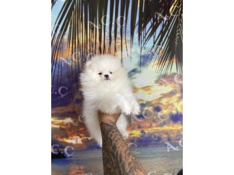 Irk sağlık garanti pomeranian