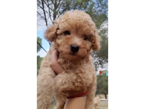 Toy poodle bobii