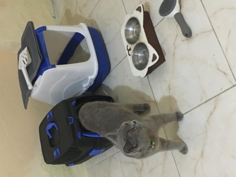 Kedimiz paşa turp gibi yanında tüm malzemeleri dahil
