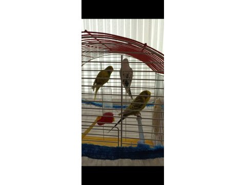 2 dişi 1 erkek muhabbet kuşu