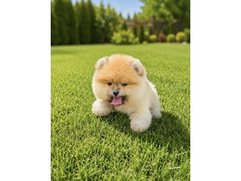 Teddy bear orange pomeranian boo ayı yavrusu