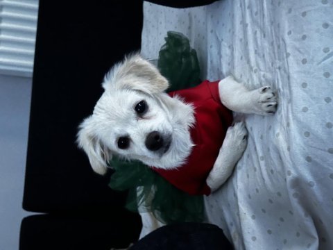 Morkie yavru