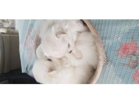 Pomeranian boo yavru köpekler