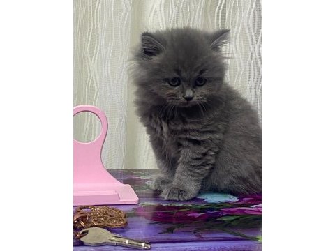 2 aylık british shorthair erkek dişi yavrular