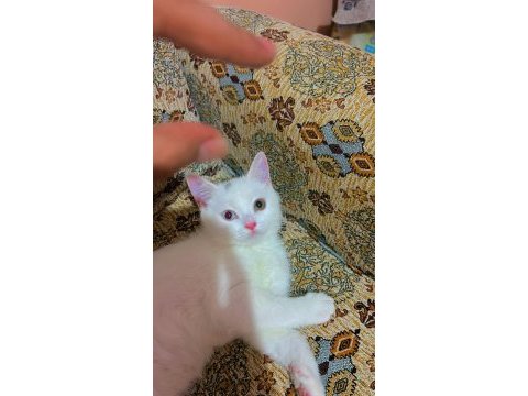British shorthair kedim bulut