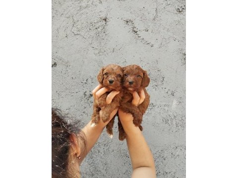 Maltipoo bebek yüzlü tatlılar