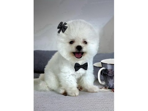Beyaz renk 2 aylık pomeranian boo dişi yavru