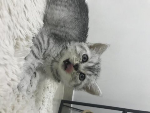Sevimli british shorthair kedimiz