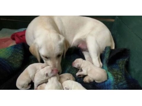 Ev ortamında büyüyen safkan labrador yavruları