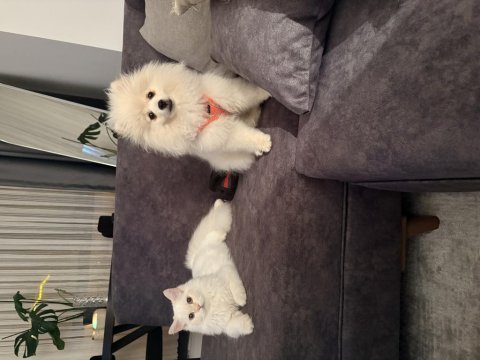 Dişi 6 aylık aşıları tam pomeranian