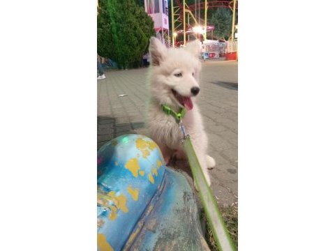 Alaska kurdu 3aylık malamut