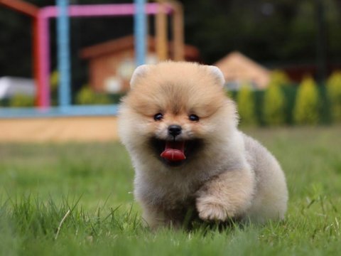 Küçük ayı pomeranian boo