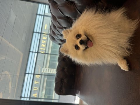Pomeranian boo ayıcık surat 8 aylık erkek
