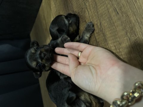 Orjinal yorkshire terrier bebekler