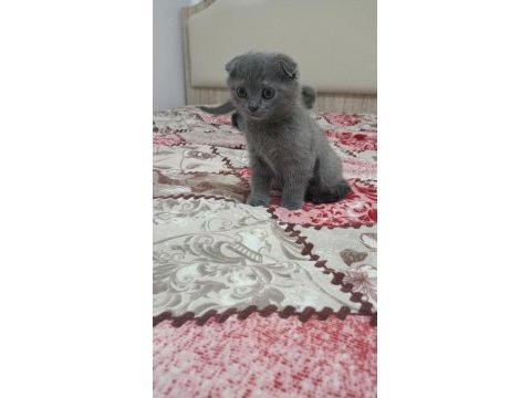 Sahibinden scottish fold 55 günlük