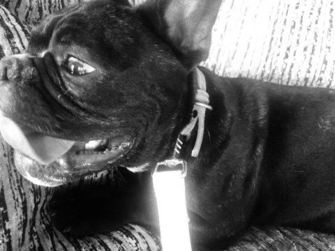 Erkek french bulldog yavru 6 aylık