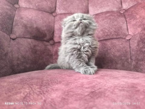 40 günlük scottish fold yaş mama ve tuvalet eğitimli