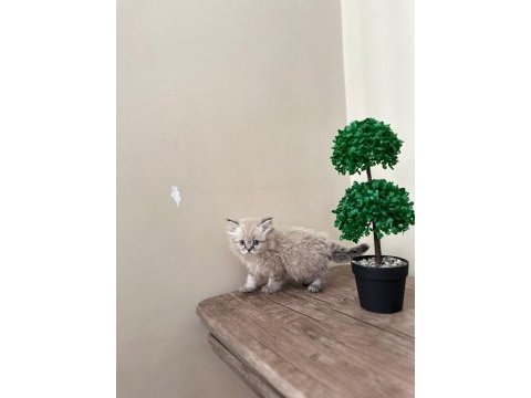 British longhair iki adet kedimiz