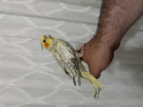 Sultan papağanı yavruları ele alışık
