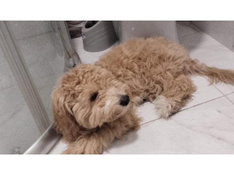 Aylık erkek maltipoo