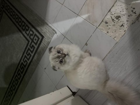 İnsan canlısı scottish fold