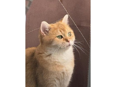 Golden ny12 dişi kedimiz
