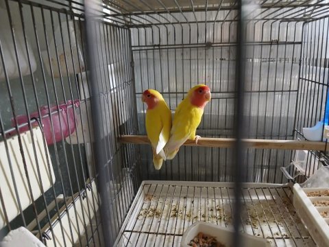 Yavru ve yetişkin sevda papağanı