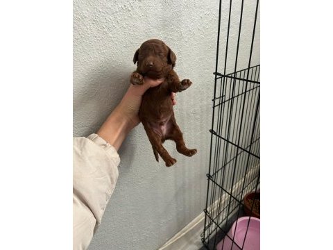 Son 1 adet dişi poodle yavrumuz