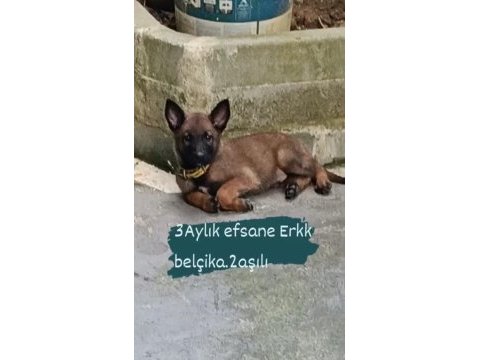 Belçika kurdu erkek aşılı yavrumuz