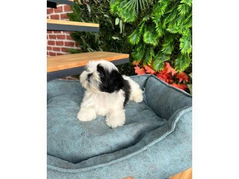 2.5 aylık full secere shih tzu yavruları