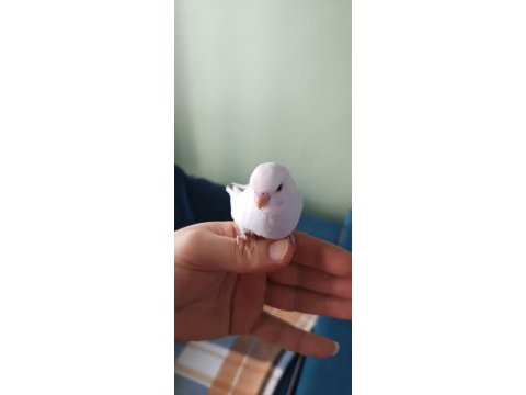 Yeni yeme düşmüş muhabbet kuşu yavrular