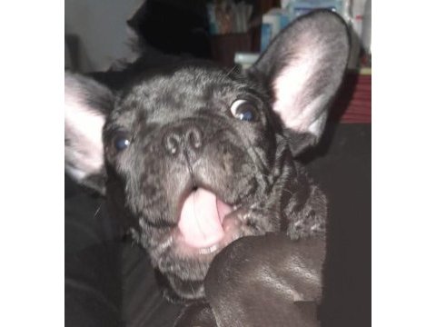 Orijinal erkek fransız bulldog 6 aylık