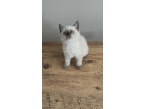 Chocallate point british shorthair yavrumuz