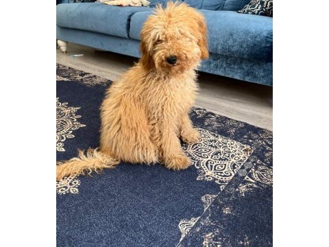 6 aylık toy poodle
