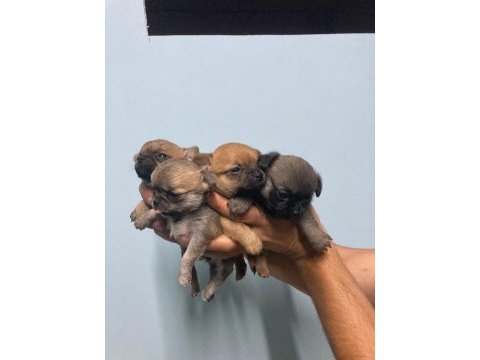 Elma kafa chihuahua ırk garantili