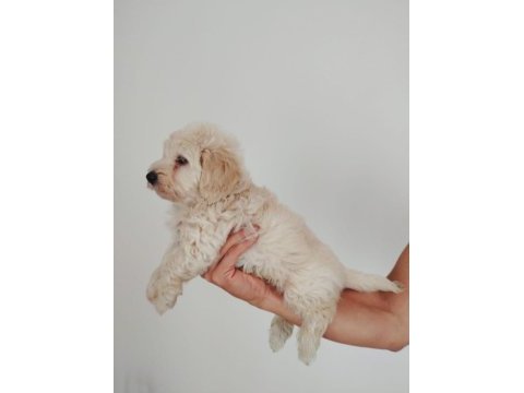 Erkek maltipoo yavrumuz