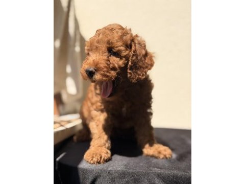 Toy poodle bebekler