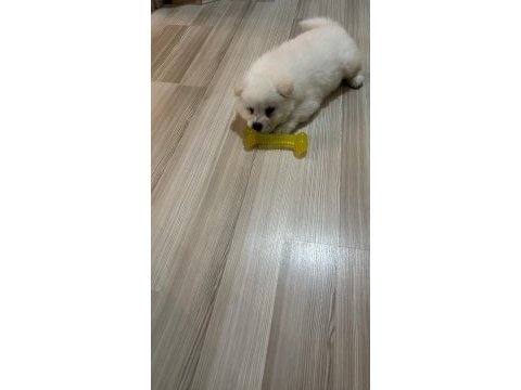 Çin aslanı 3 aylık