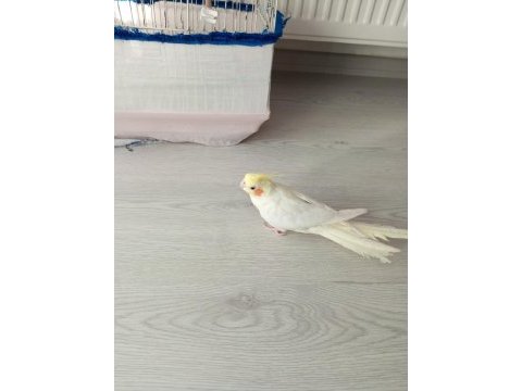 Lutino erkek sultan papağanı