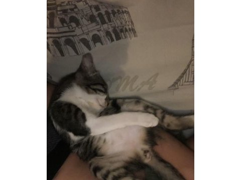 Tatlı bebek kedimiz