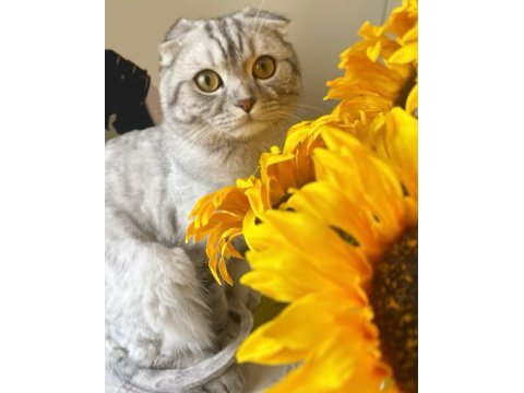 Scottish fold kedimizi sahiplendireceğiz