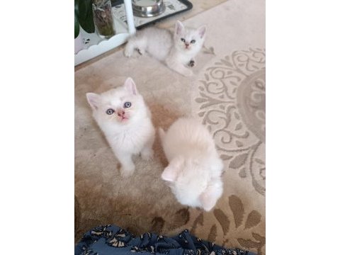 Safkan british shorthair yavrularımız