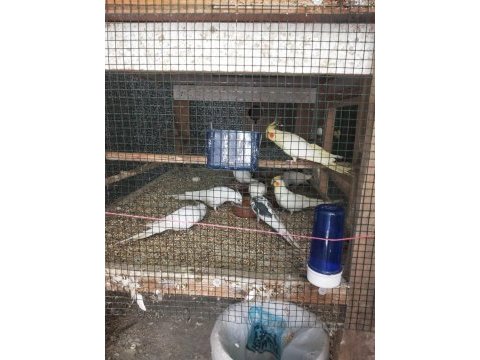 Albino, lutino, pied sultan papağanı yavruları